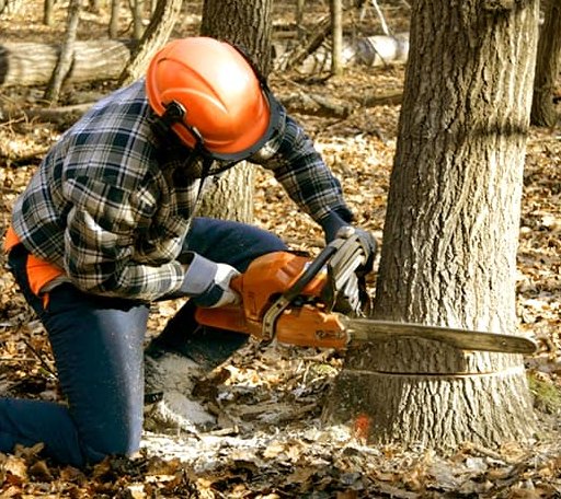 Tree Removal in Crystal Spring, PA